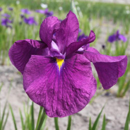 iris ensata purpurea